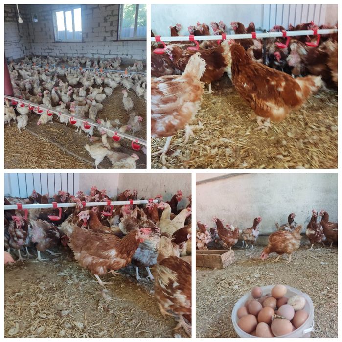 Кури несушки, куры