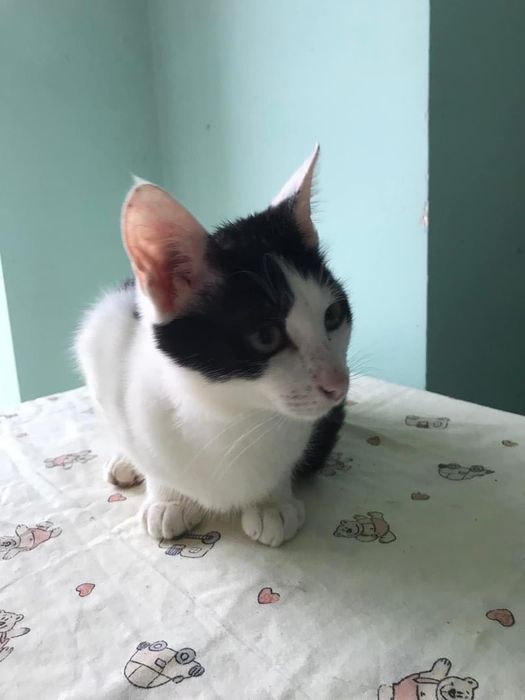 Чорно білий котик