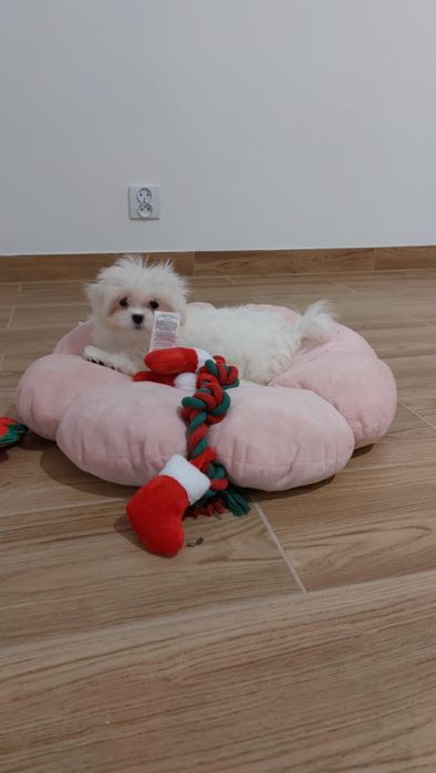 Maltańczyk FCI. Piesek