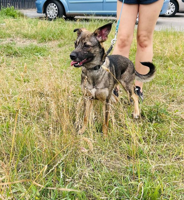 Zuzia szuka swojej Rodziny