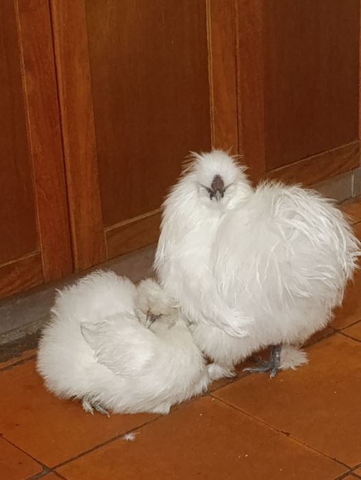 Casal galinha sedosa do Japão