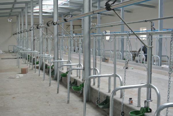 Stanowiska dla bydła krów opasów agrafki drabiny kojce wygrodzenia !!!