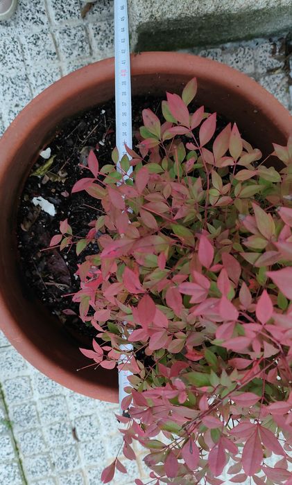 Planta com vaso 40cm