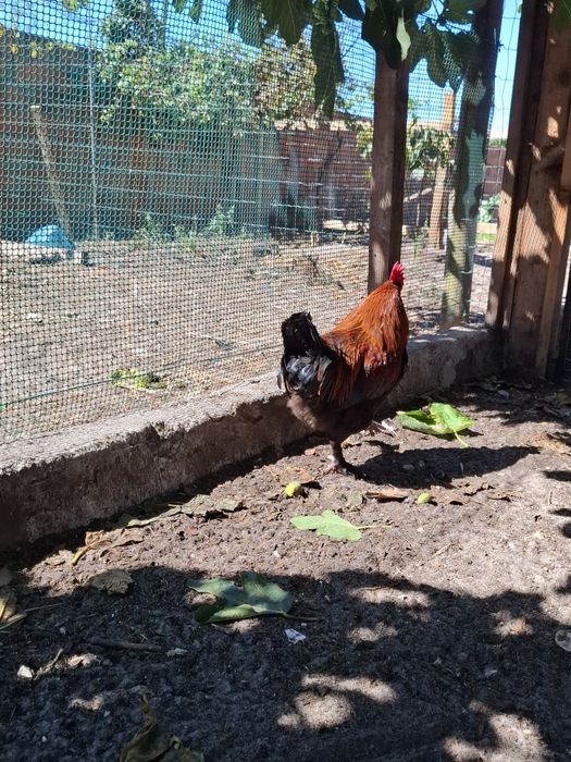 Aves de raça de várias idades