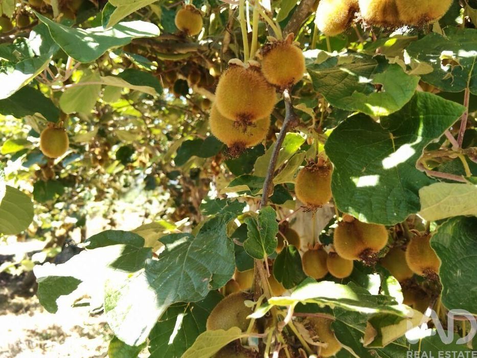 Terreno em Castelo