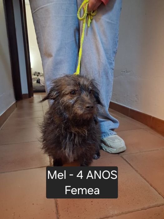 Adoção Urgente Alentejo