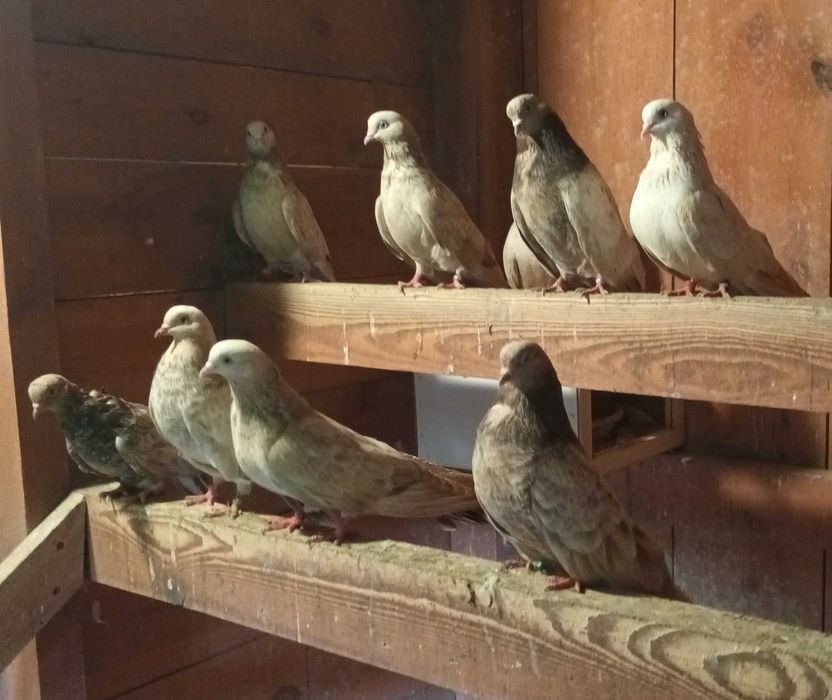 Gołebie Mikołajewskie , kirowogradzkie kawerkoty