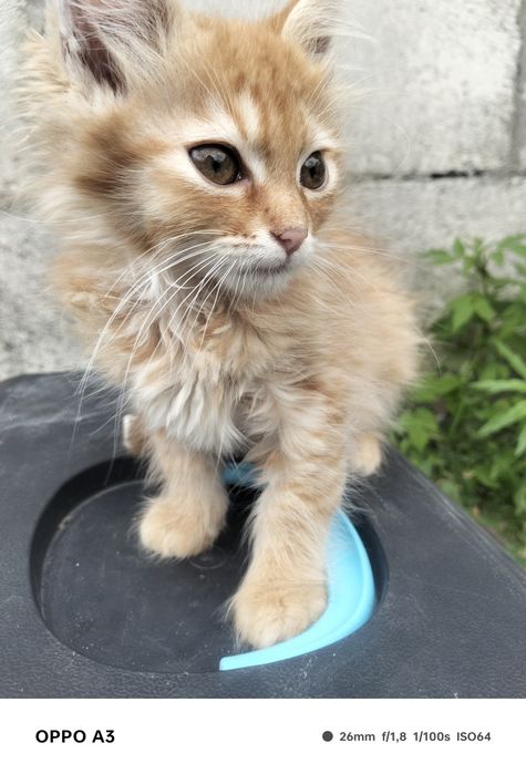 Відам котика у добрі руки
