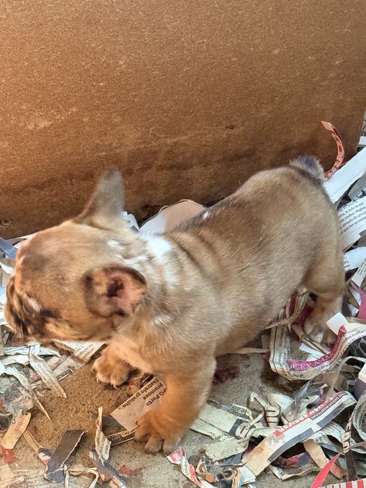 Buldogue Francês Menino Merle