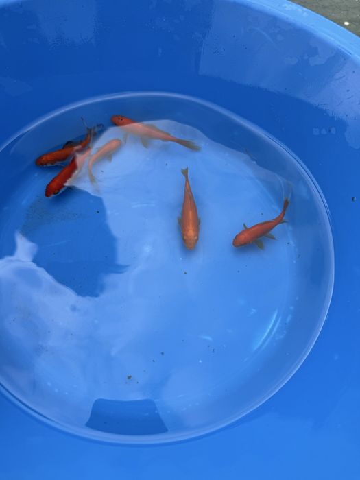 Peixes cometas.