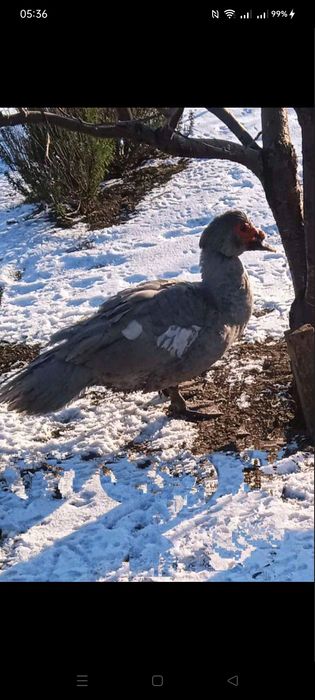 Индоутки.. шипуны.