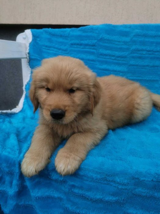 Golden Retriever - ciemno-złoty szczeniak