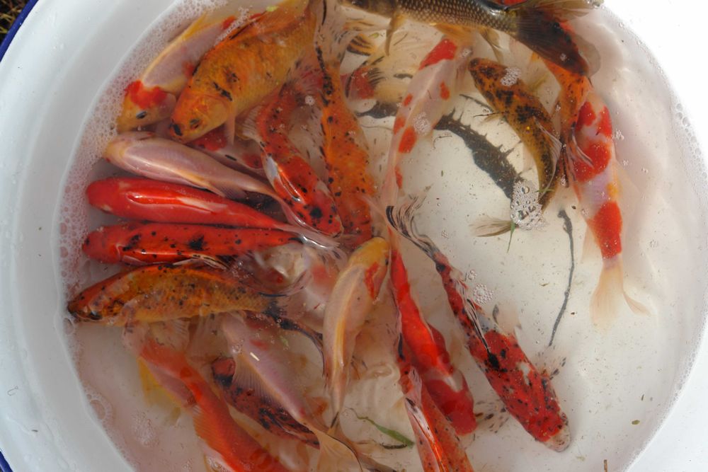 narybek karpio karasia 12-19cm