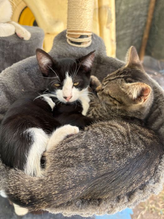 4 gatinhos para adoção