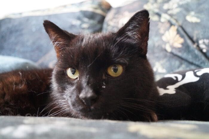 Kundera - kot, kotek, kocur do adopcji