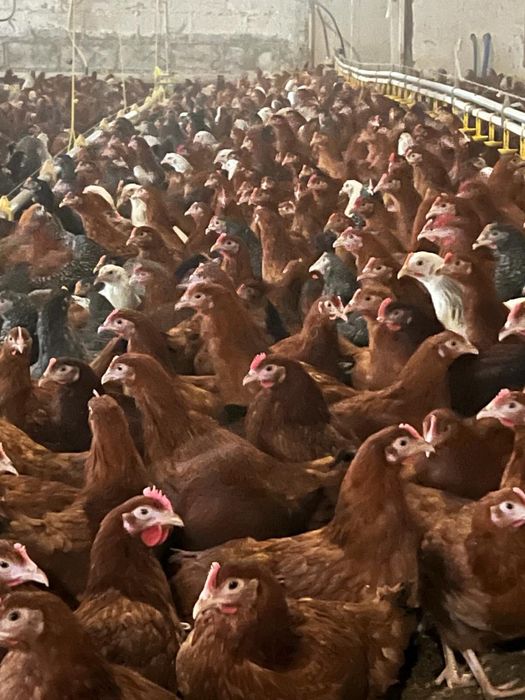 Kury nioski Rossa 16 tyg z dowozem gratis