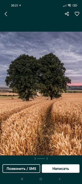 Пшеница  кукуруза ячмень