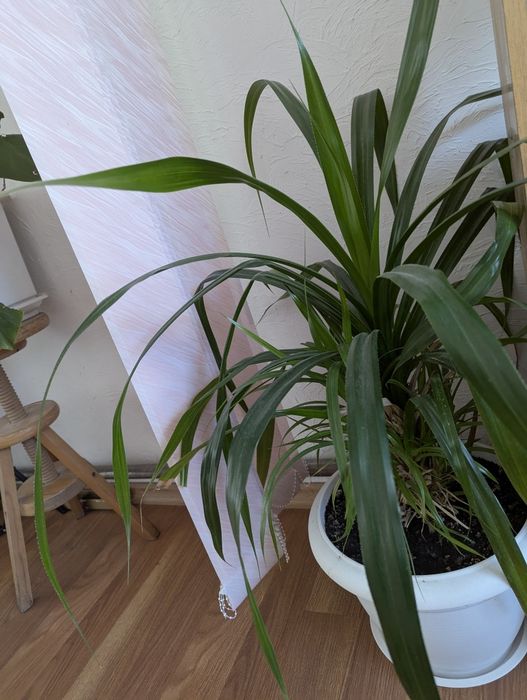 Панданус (PANDANUS) - оригінальна декоративнолистяна рослина,

Пандан