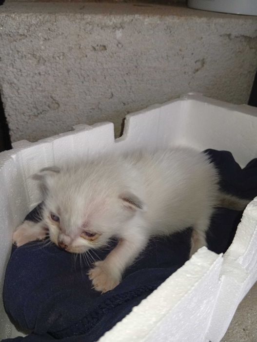 Gatinhas para doar