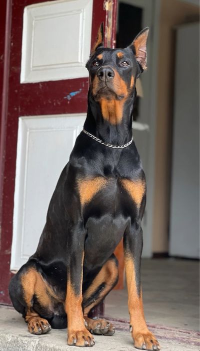 Вʼязка добермана