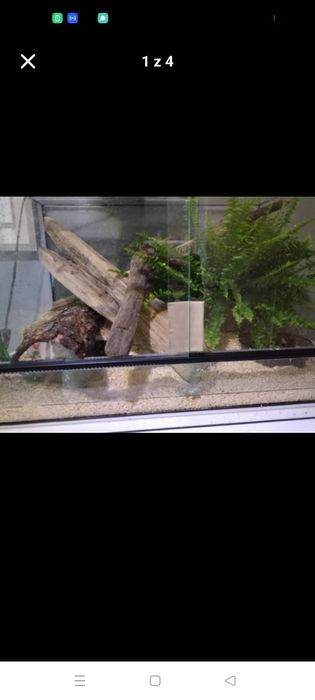 Python Samiec 6 letni