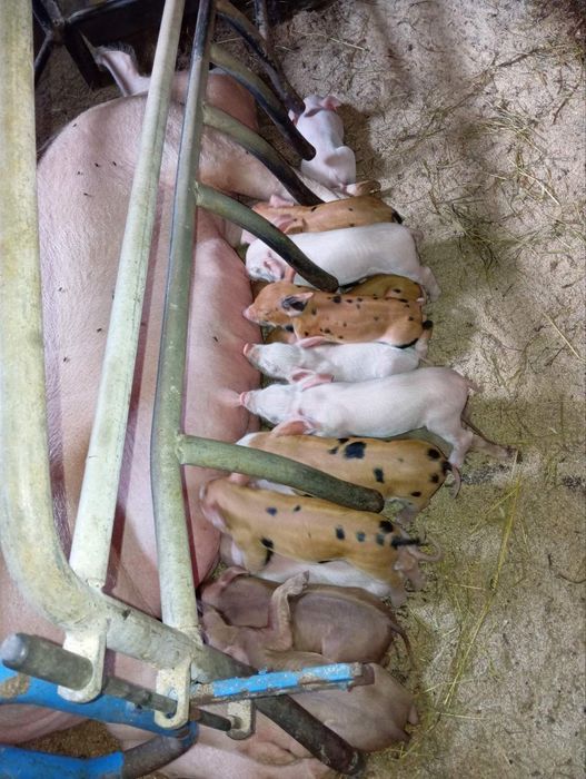 Запліднені свиноматки