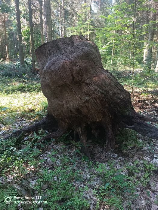 Korzeń ozdobny  do ogrodu
