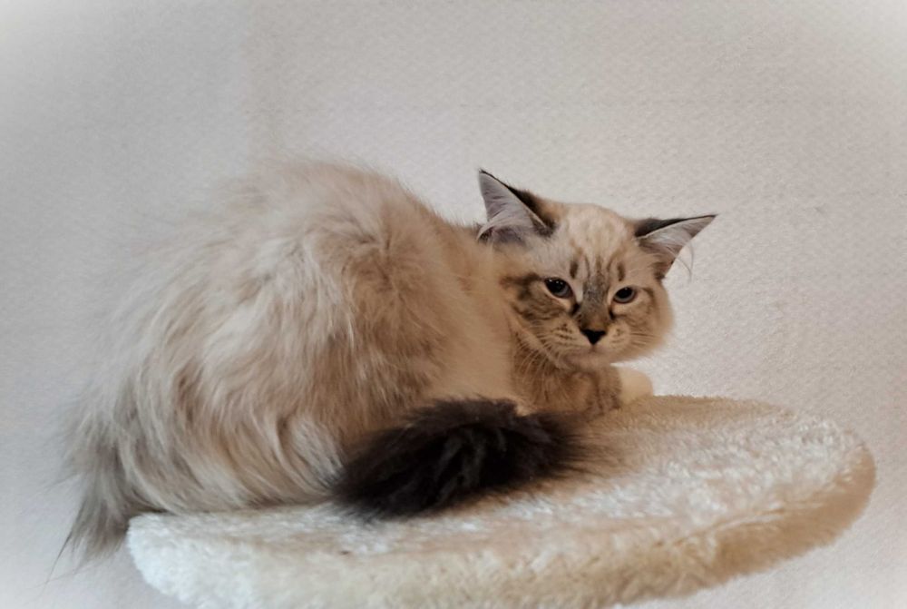 Kotka Neva Masquerade – żółta obróżka miot Mimi, Siła Syberii