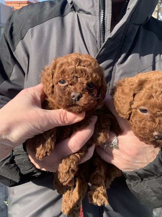 Солоденькі булочки китайські крові !