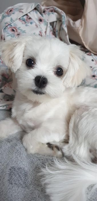 Maltańczyk Cudna SUCZKA MINI Rodowód Chip Umowa Gotowa do odbioru