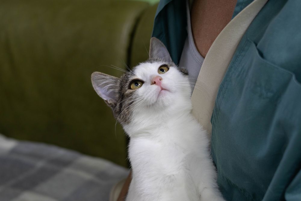 Кішечка, кошенятко маленьке