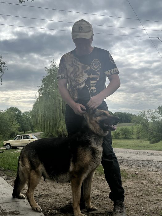 цуценята вівчарки 2,5