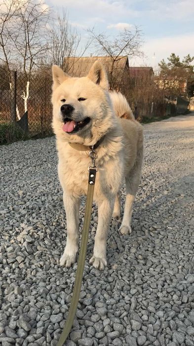 В'язка акіта іну хлопчик