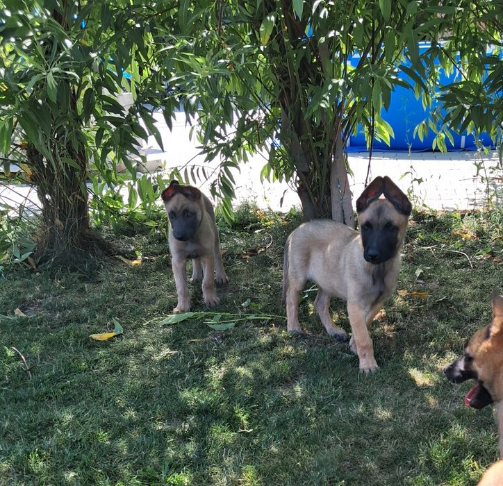 Owczarek belgijski Malinois