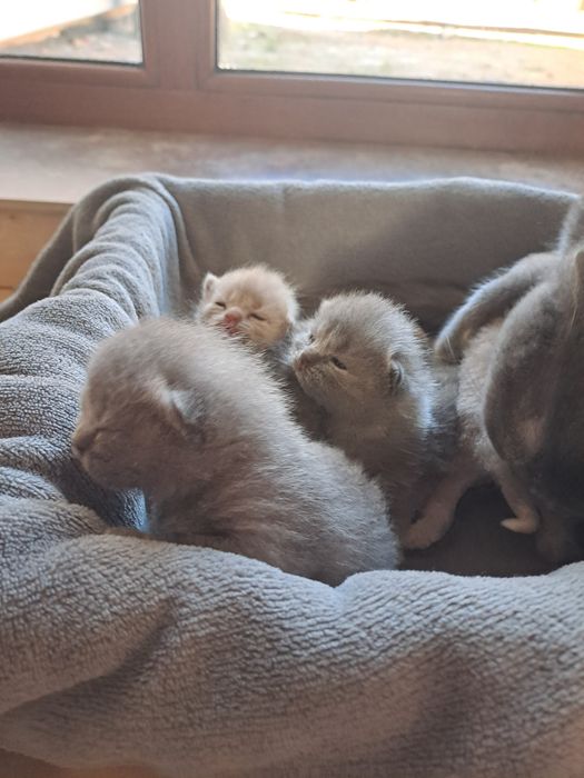 Шотландські кошенята