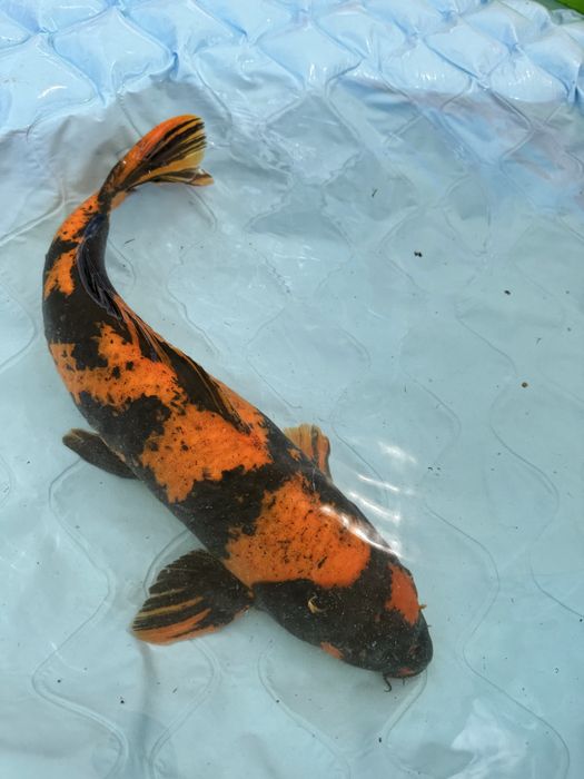 Carpa koi hinutsuri male