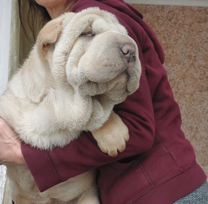 Шикарная голубогенная девочка.