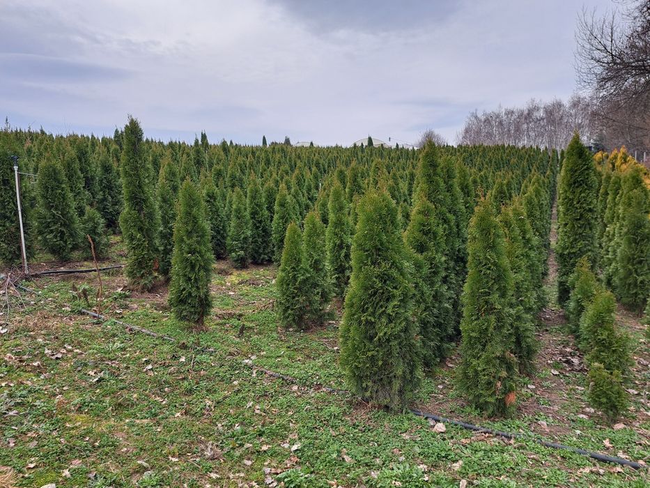 Promocja wiosenna !!!Tuja szmaragd 140-160cm