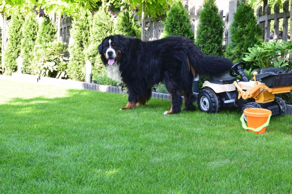Bernenski Pies Pasterski-reproduktor