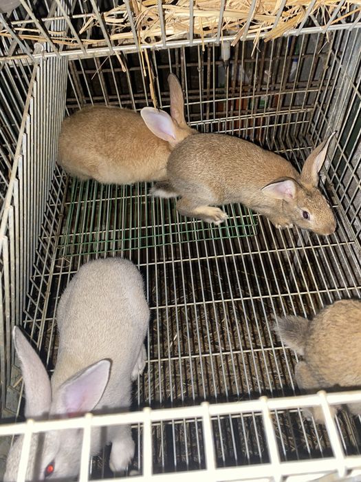 Coelhos Caseiros