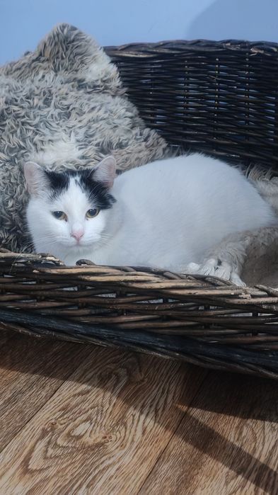 Кошечки в дар хорошим людям