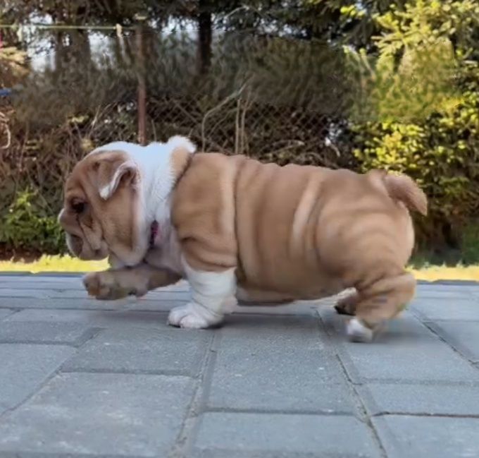 Buldog angielski suczka z rodowodem ZKwP (FCI)