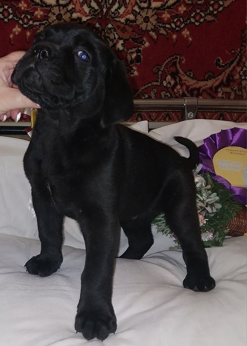 Щенки Кане Корсо!