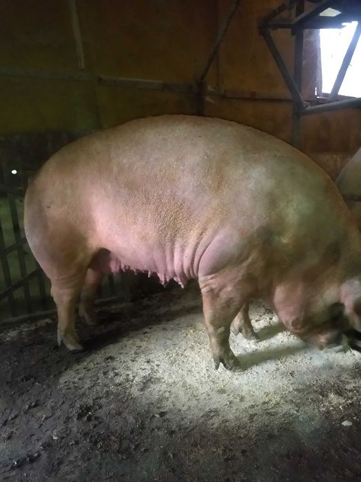 Продам Свиноматку на мясо