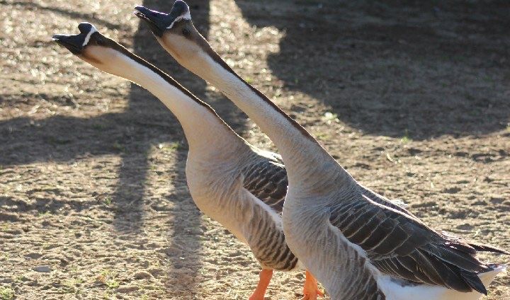 Trio de gansos da guiné