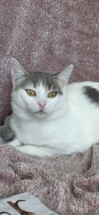 Білий котик белый котик