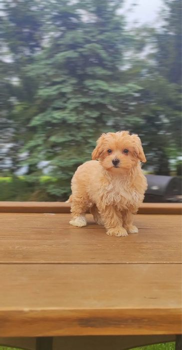 Милый Мальтипу ф1 ф2