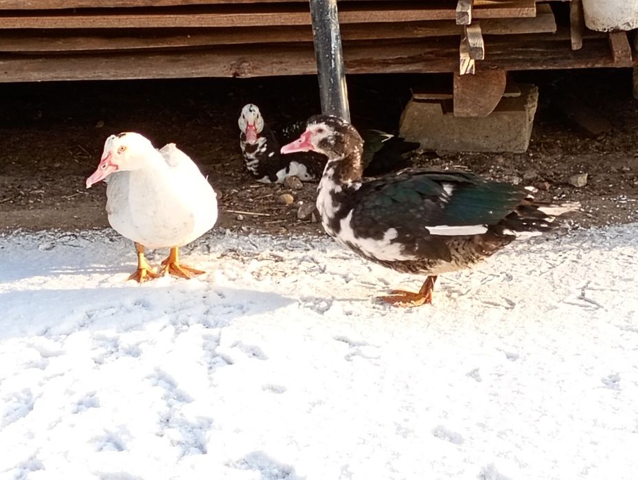 Kaczory i kaczki francuskie