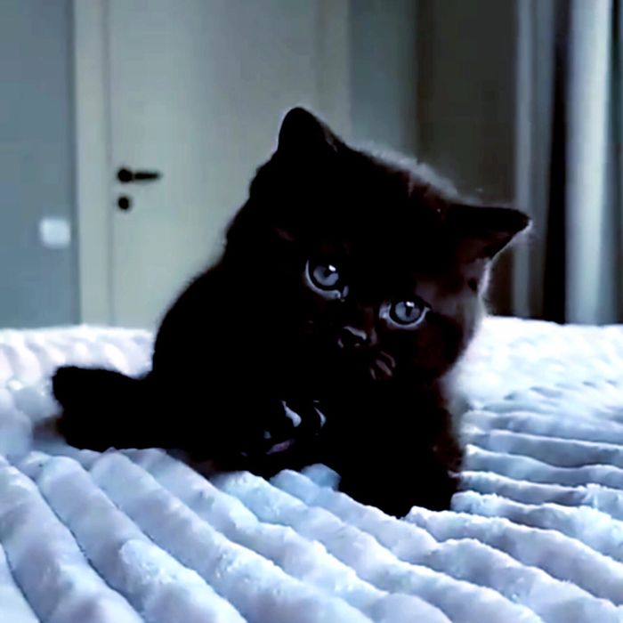 Темна  Нічка