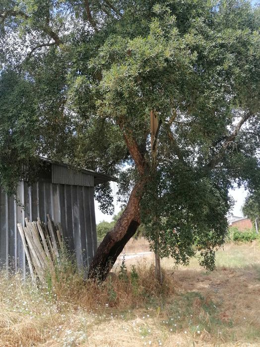 Quinta, com pavilhões